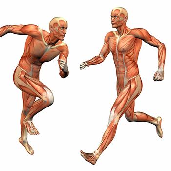 two images of the musculoskeletal system
