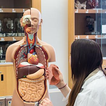 2 female students in white labcoats interacting with a human dummy in a lab