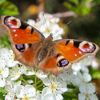 An orange butterfly sitting on a white flower
