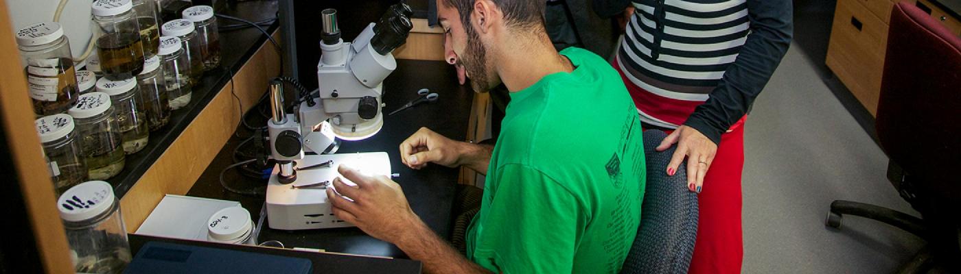 A professor sitting at a microscope in a biology lab looking at a sample in a glass dish
