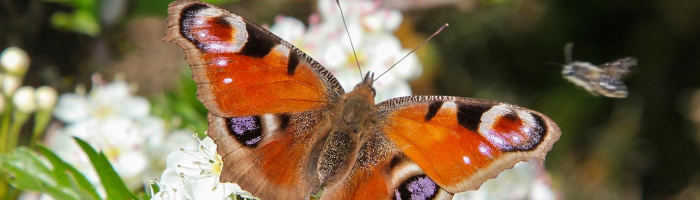An orange butterfly sitting on a white flower