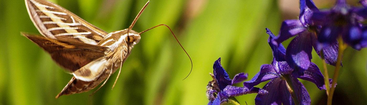 A brown moth flying towards a purple flower