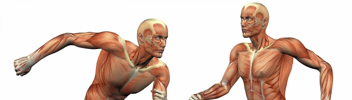 two images of the musculoskeletal system